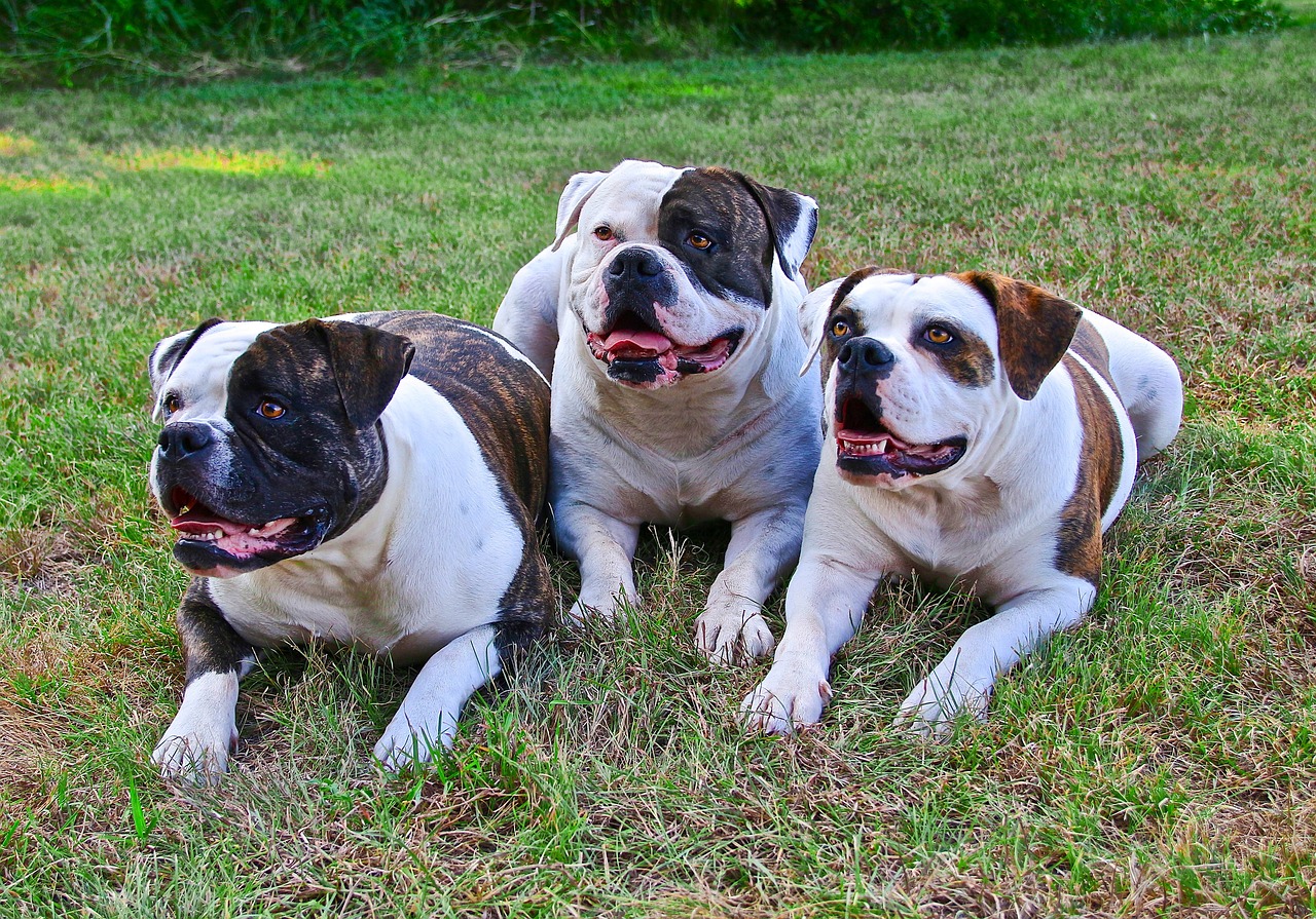 three American Bulldogs